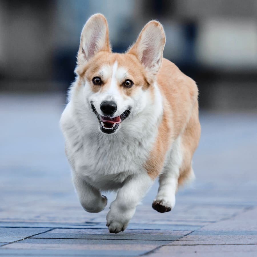 Quail Hollow Veterinary Hospital in Charlotte