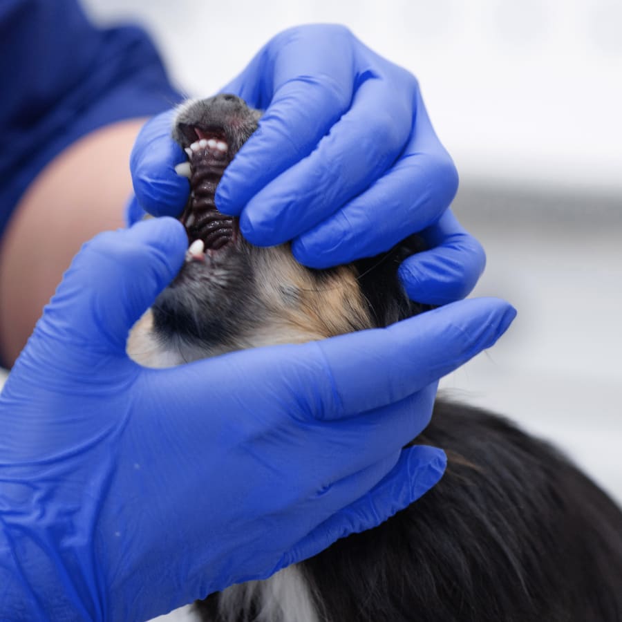 Veterinary Dentist in Charlotte | Cat & Dog Dentist in Charlotte