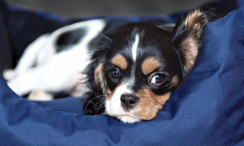 Quail Hollow Veterinary Hospital, Charlotte