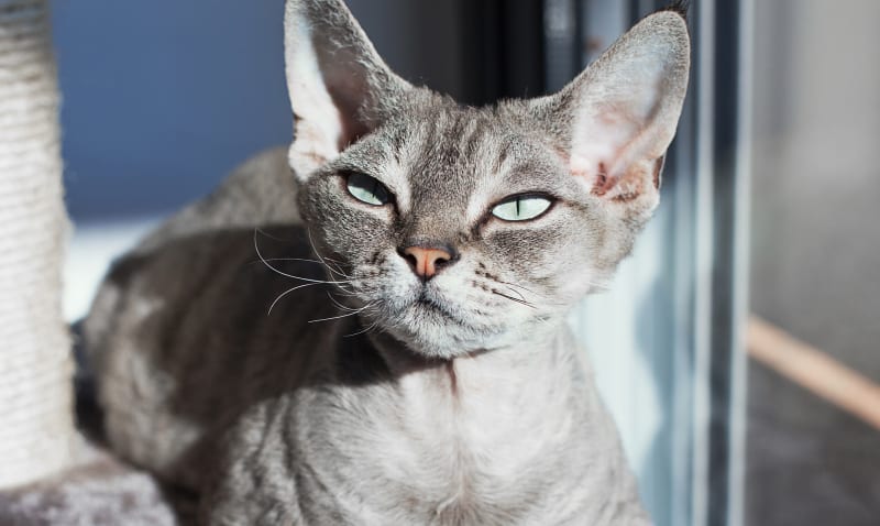 Quail Hollow Veterinary Hospital, Charlotte