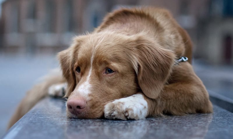 Quail Hollow Veterinary Hospital, Charlotte