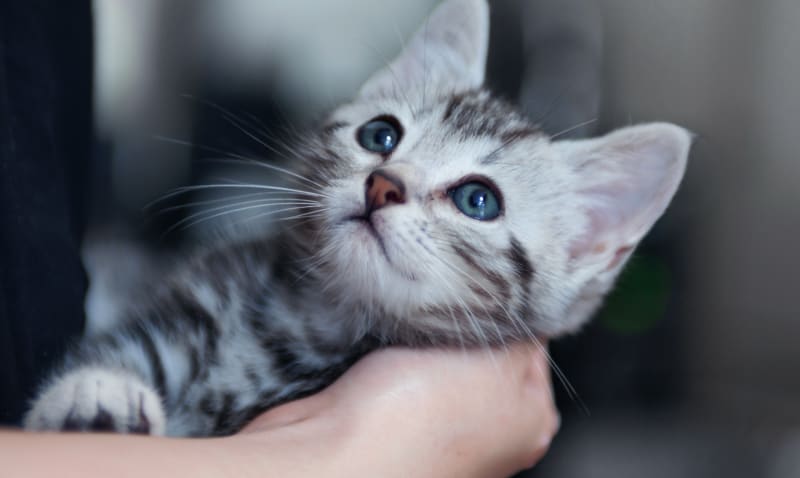 Quail Hollow Veterinary Hospital, Charlotte