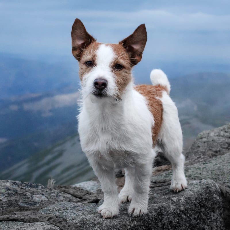 georgia pet travel requirements